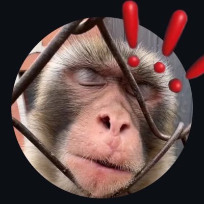 Xiaobao the Bonk Monkey
